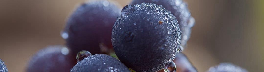 grape seed extract grape seed extract