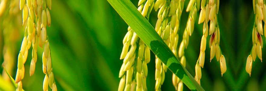 100% Natural Ferulic acid